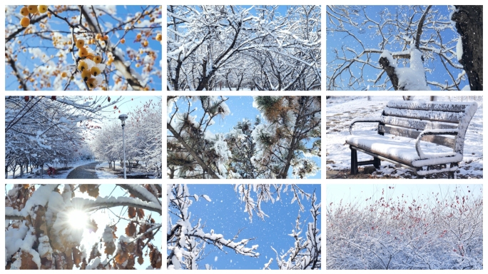 冬天雪景 雾凇 树挂