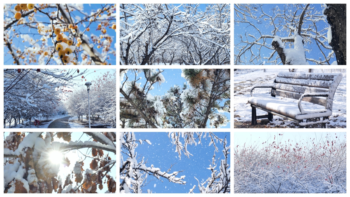 冬天雪景 雾凇 树挂