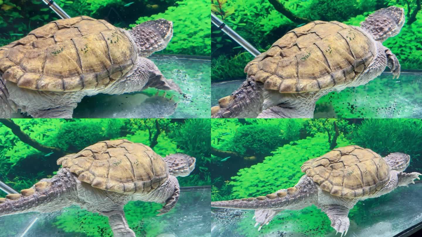 一只大乌龟在水族馆里水下游泳