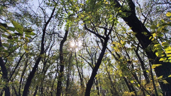秋季小树林光影