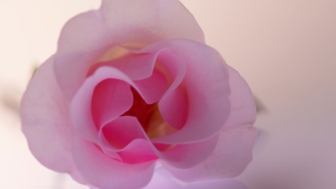 实拍4K抽象的玫瑰花朵光影