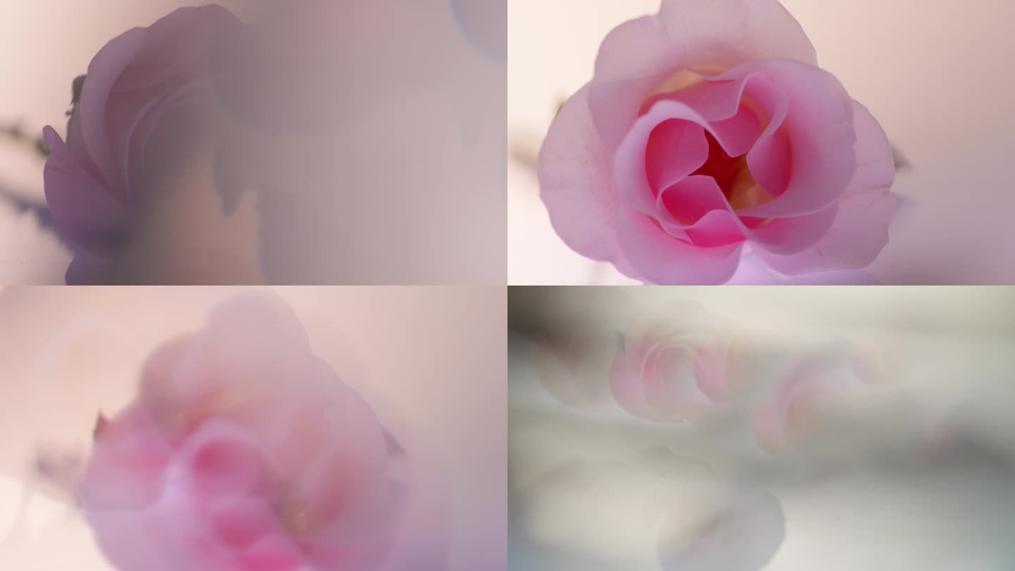 实拍4K抽象的玫瑰花朵光影