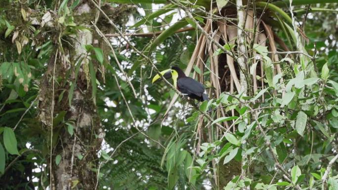 板栗下颚巨嘴鸟或斯温森巨嘴鸟，Ramphastos ambiguus swainsonii，是黄喉巨