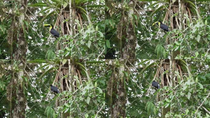 板栗下颚巨嘴鸟或斯温森巨嘴鸟，Ramphastos ambiguus swainsonii，是黄喉巨