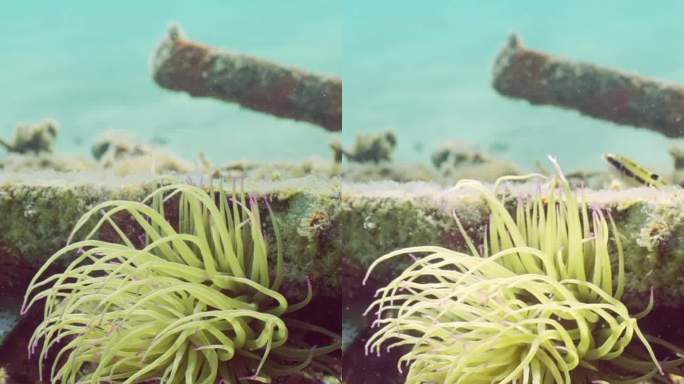 地中海蛇尾海葵躺在废弃的沙发上，在蓝色海水背景下明亮的阳光中摇曳，地中海，慢动作