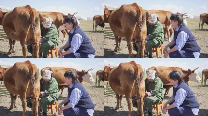 蒙古游牧妇女向中国游客展示如何挤牛奶