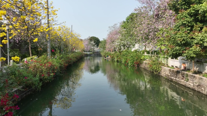 樱花 风铃花 春天 春季