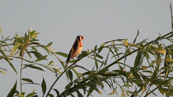 一只欧洲金翅雀，或简称金翅雀(Carduelis Carduelis)，在黄昏的光线中栖息在柳树顶上
