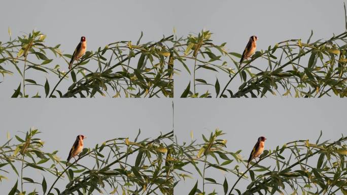 一只欧洲金翅雀，或简称金翅雀(Carduelis Carduelis)，在黄昏的光线中栖息在柳树顶上