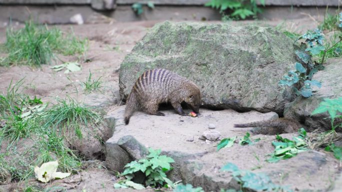 条纹猫鼬(Mungos mungo)在围栏内玩食物和挖洞