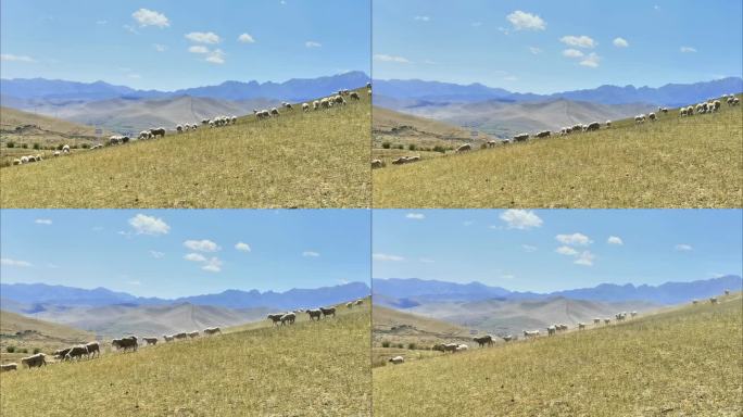 山坡上吃草、奔跑的羊群