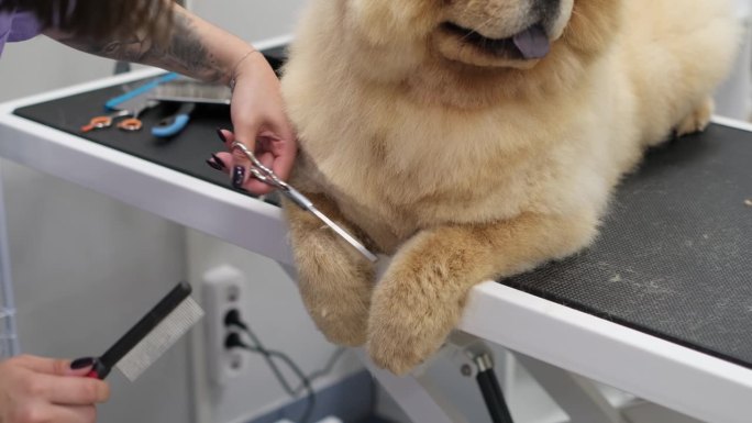 摇尾巴的体验:在她最卫生、最先进的工作室里，美容师把给一只吵闹的大狗梳理毛发变成了一种愉快的体验。