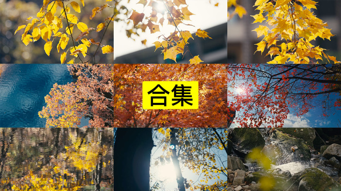 唯美秋天枫叶树叶空镜4K