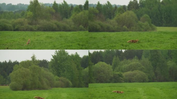 欧洲赤狐秃鹫雨中在草地上行走的秃鹫。来自欧洲的野生动物。自然栖息地的毛皮动物。牧场上的狐狸。狐狸在自