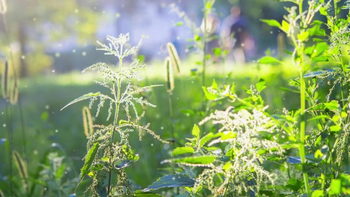 在一个阳光明媚的夏日，叶子上的荨麻茎上有花、种子和蜜蜂。绿色的田野草。很多小的模糊的白色绒毛点飞来飞