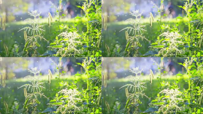 在一个阳光明媚的夏日，叶子上的荨麻茎上有花、种子和蜜蜂。绿色的田野草。很多小的模糊的白色绒毛点飞来飞