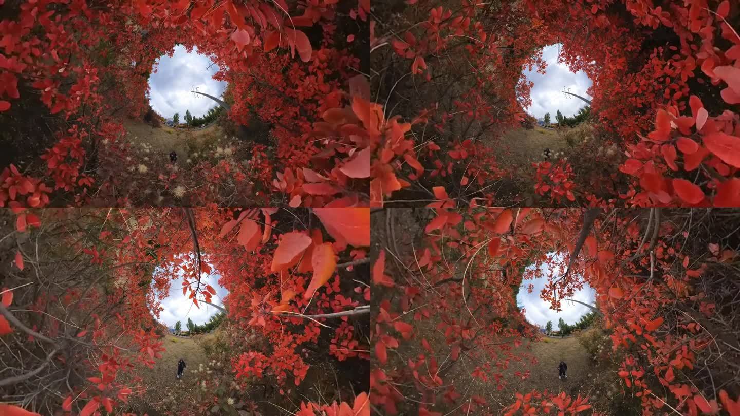 秋天的红树抽象的背景。广角视角。