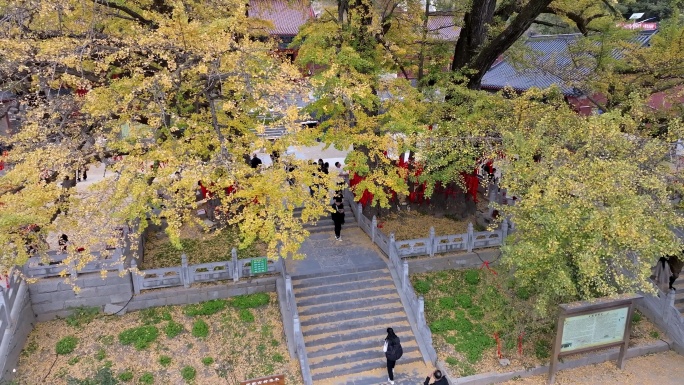 航拍平顶山文殊寺银杏