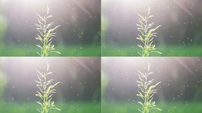 盛开的草绿色茎特写在模糊的背景与阳光灿烂的阳光光束。晴朗的夏日。很多小的模糊的白色绒毛点飞来飞去。自