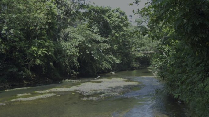加里曼丹森林深处的浅河溪流