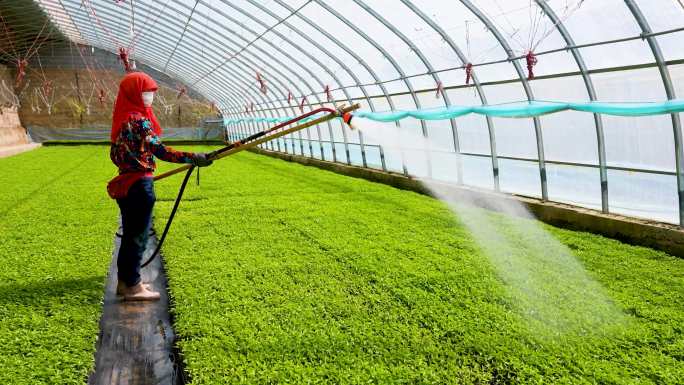 温室种植 绿色农业 农民干活