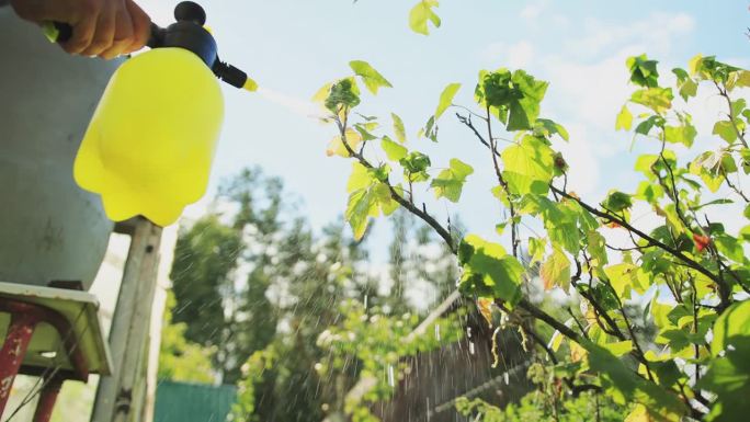 喷洒醋栗灌木以防止害虫和蚜虫。硫酸铁治疗植物病害。慢动作