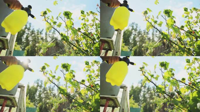 喷洒醋栗灌木以防止害虫和蚜虫。硫酸铁治疗植物病害。慢动作