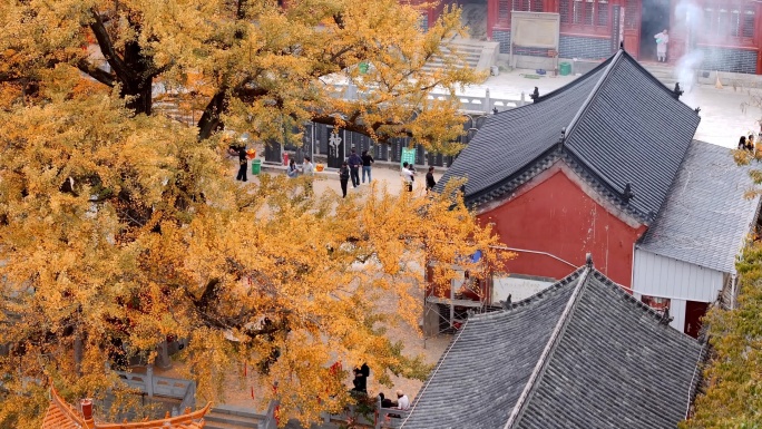 航拍平顶山文殊寺银杏