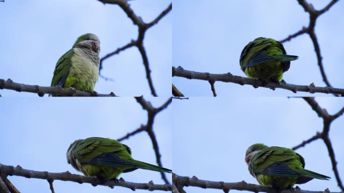 僧侣长尾小鹦鹉在树枝上，西班牙巴塞罗那。栖息筑巢的奇异鸟类。4K野生动物镜头。