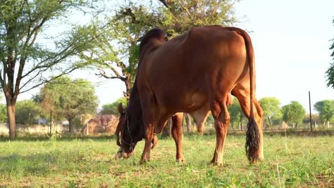 4k视频，一只华丽的棕色女孩公牛，脖子粗，在草地上吃草。粮食生产。畜牧业。