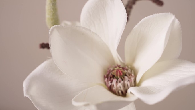 木兰花、白玉兰、静物、特写、中国红、花