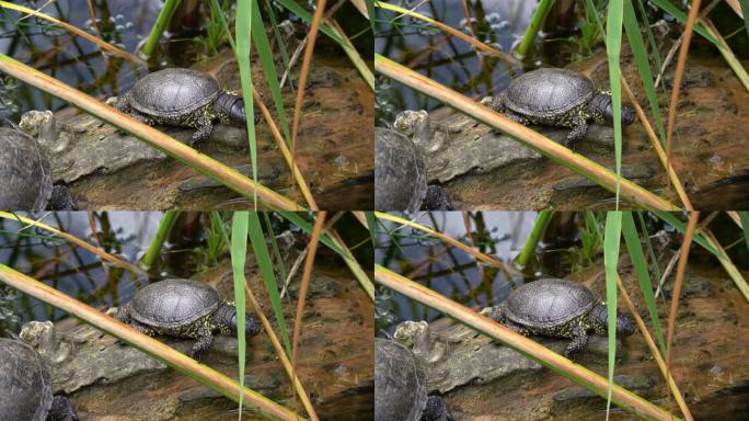 欧洲塘龟在一片水草间的大原木上休息
