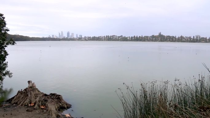 小鸟在蒙格湖上空低空飞翔，背景是珀斯市的天际线