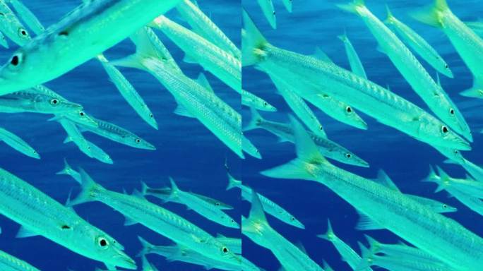 翠鱼在蓝水和珊瑚礁背景上的沙底上游泳的特写