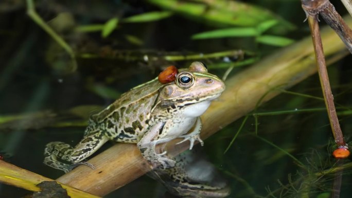 达摩塘蛙(Pelophylax porosus)在池塘水中游泳的侧视图