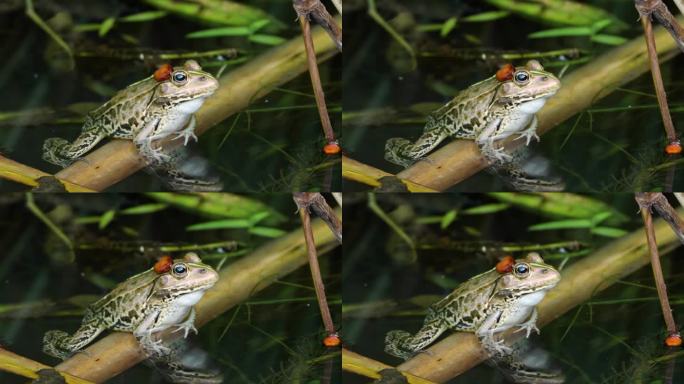 达摩塘蛙(Pelophylax porosus)在池塘水中游泳的侧视图