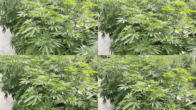 室内大麻农场种植的大麻植物