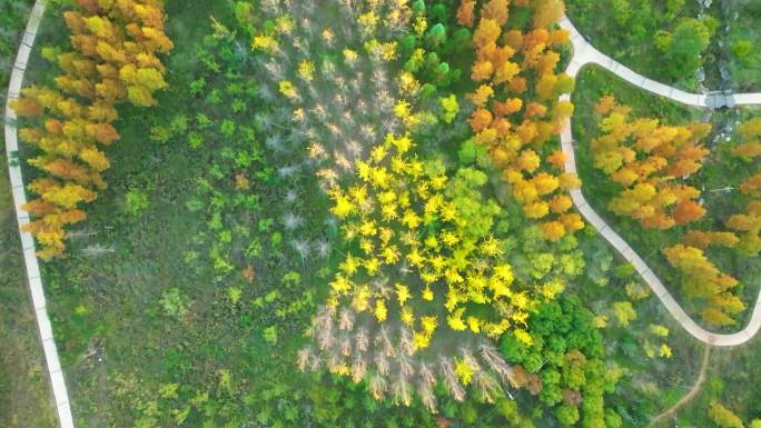 草海北坡生态公园树叶变成红黄绿色相间