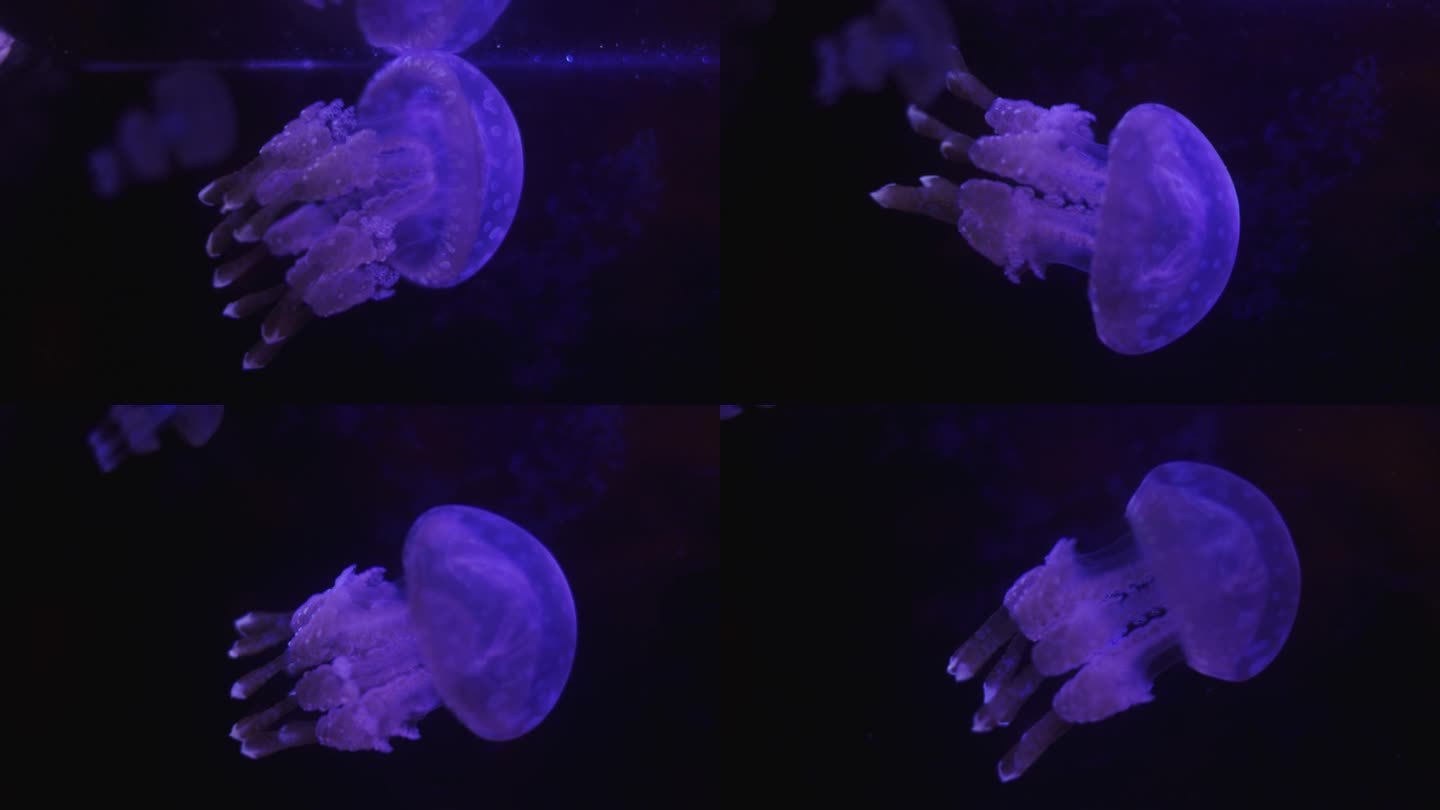 《近距离探索》揭示了水母的毒性，它们在黑暗中发光，用触手释放毒素，预示着这种美丽而致命的海洋生物的危