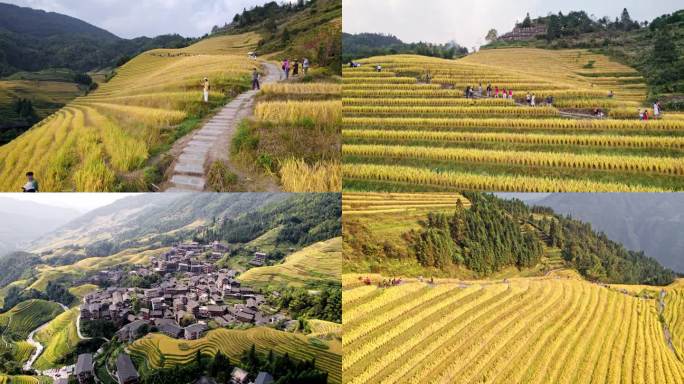 桂林龙胜龙脊梯田风景名胜区