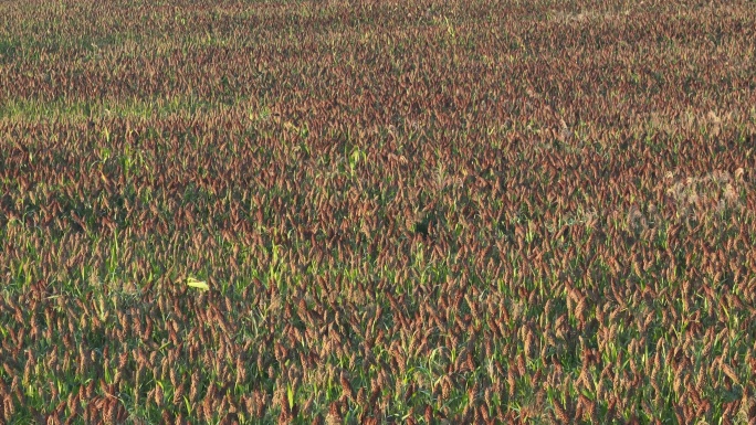 秋天田野农业基地红高粱丰收粮食实拍原素材