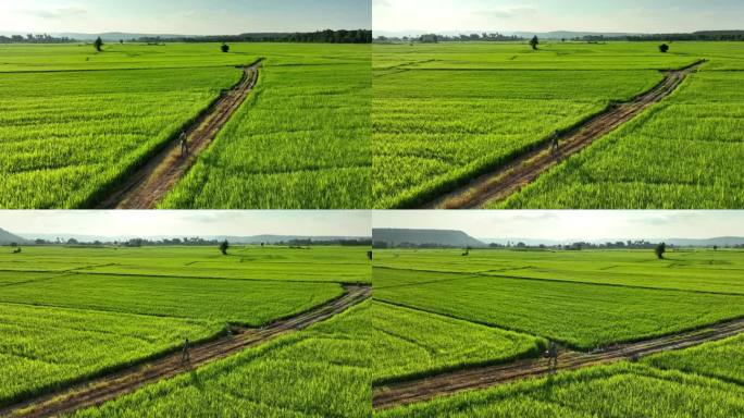 快乐的自由农民在稻田里奔跑。