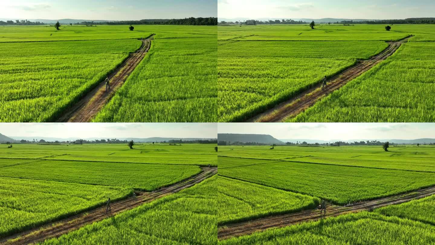 快乐的自由农民在稻田里奔跑。