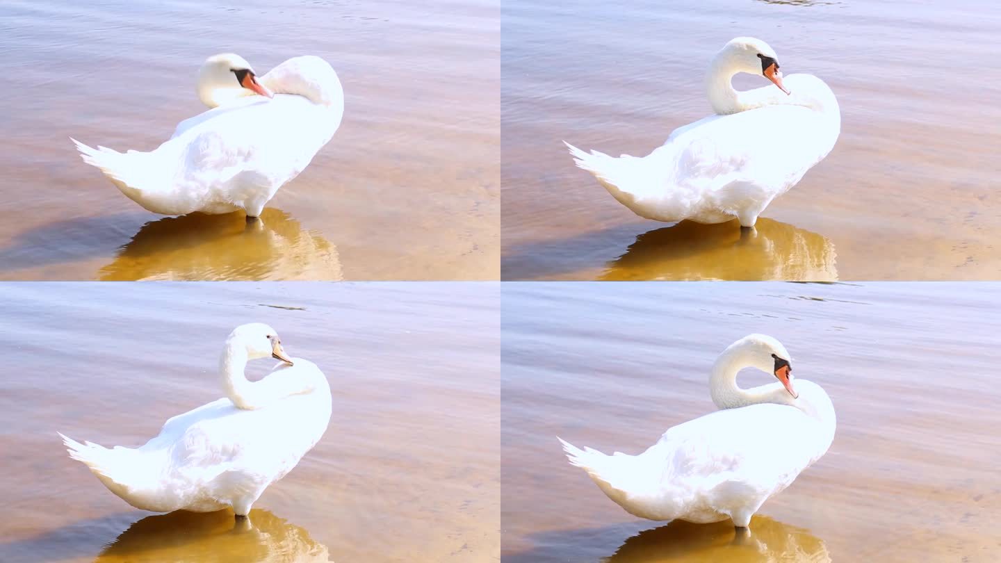 一只天鹅在岸边的水里搔痒。白天鹅拱起脖子。