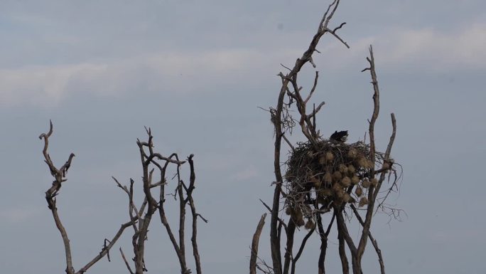 小鸟在鱼鹰的大巢下筑巢。