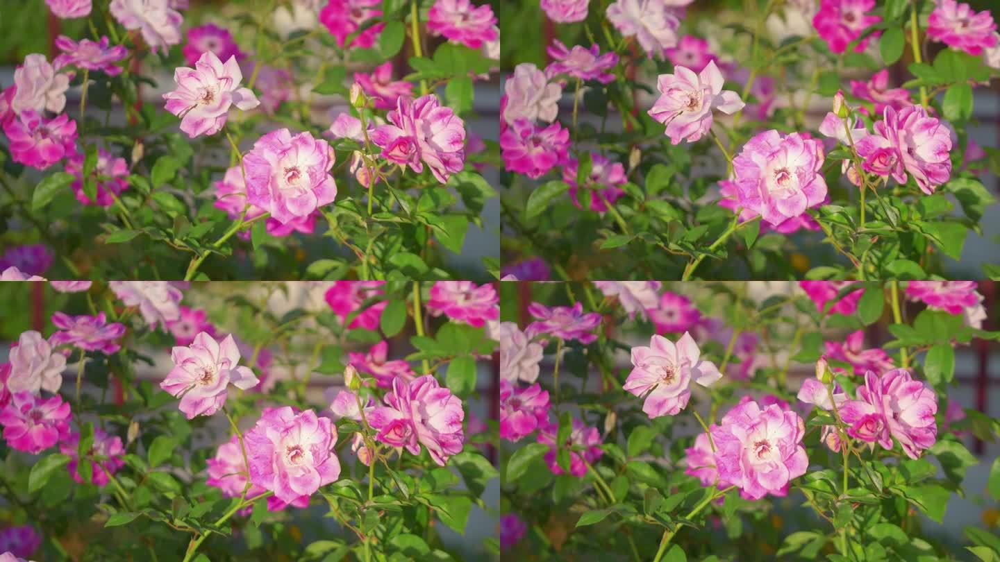 优雅的玫瑰在花园中散发出美丽的光芒，4k慢动作，60fps