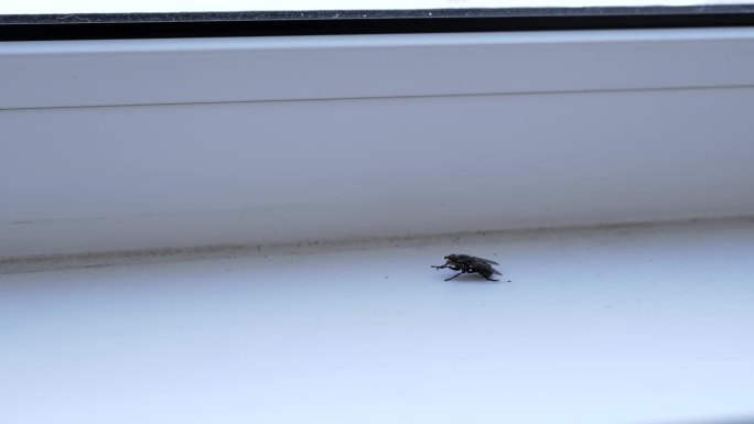 灰色的大苍蝇坐在肮脏的白色窗台上，清洁翅膀和爪子