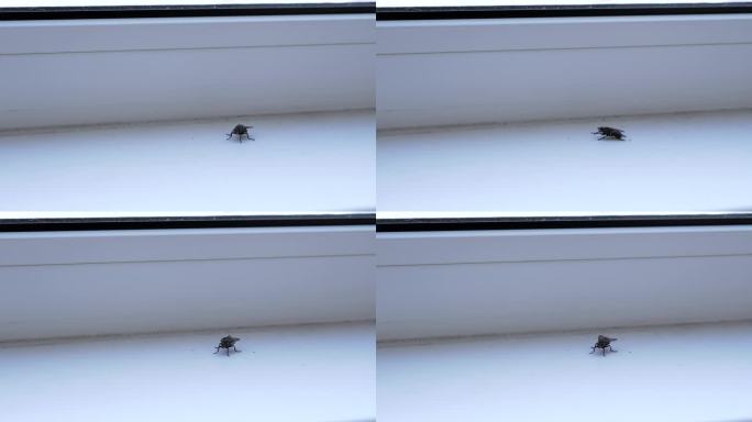 灰色的大苍蝇坐在肮脏的白色窗台上，清洁翅膀和爪子