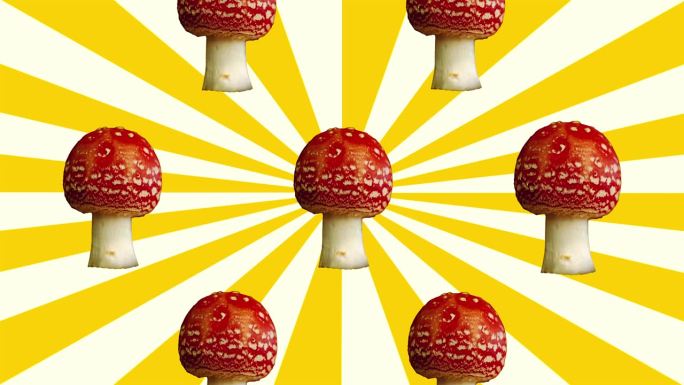 飞木耳毒蘑菇定格动画彩虹色日冕背景。毒伞菌致幻精神毒菌。蘑菇核心病毒趋势音乐视频社交媒体