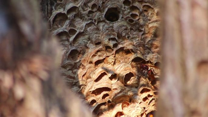 欧洲大黄蜂是一种危险的有毒害虫，它们在树干上长有黄色的刺甲，以侵略性的攻击方式建立殖民地